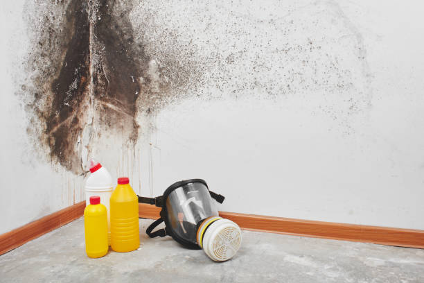 Best Residential Mold Remediation in Moss Point, MS