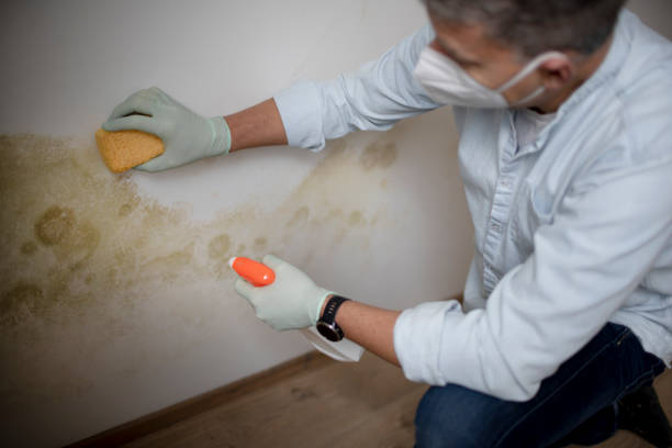 Best Emergency Mold Remediation in Moss Point, MS
