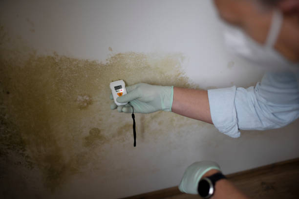 Best Residential Mold Remediation in Moss Point, MS
