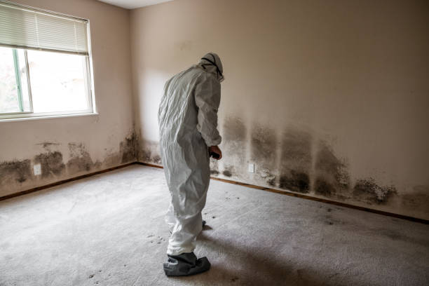 Professional Mold Remediation in Moss Point, MS