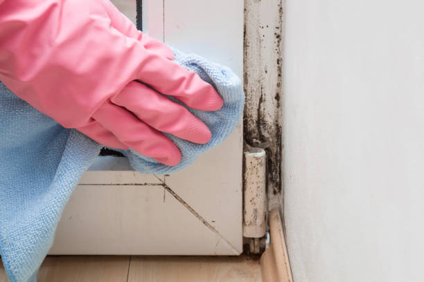 Best Basement Mold Remediation in Moss Point, MS